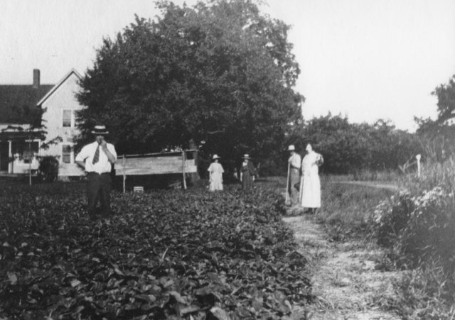 Wilcox House on Co Rte 1 raising and selling strawberries about early 1920's